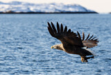 Fototapeta Zwierzęta - White-tailed sea Eagle (Haliaeetus albicilla), catching a fish, Norway