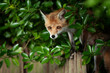 Red fox cub standing on a garden fence