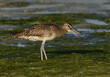 Whimbrel feeding in the morning hours at mameer coast during low tide, Bahrain
