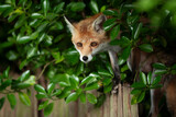 Fototapeta Zwierzęta - Red fox cub standing on a garden fence