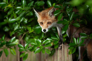 Wall Mural - Red fox cub standing on a garden fence