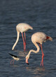 Black-winged stilt feeding with Greater Flamingos at backdrop and foreground at Eker creek in the morning, Bahrain