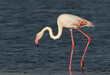 Portrait of a Greater Flamingo at Eker creek in the morning, Bahrain