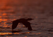 Backlit image of Great cormorant during sunrise at Asker coast, Bahrain