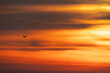 Silhouette of Black-headed gull and dramatic hue during sunrise at Akser coast of Bahrain