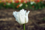 Fototapeta  - white blooming tulip flower in spring garden