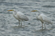 A pair of Great Egret at mameer coast of Bahrain