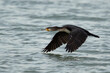  Great Cormorant flying at mameer, Bahrain