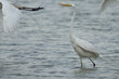 Closeup of a Great Egret at mameer coast of Bahrain