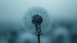   Close-up of a dandelion in foggy conditions with water beads