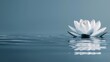   A white bloom floats atop a serene body of water, framed by a blue backdrop of sky