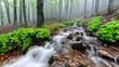   A forest stream runs through rocks and green vegetation on a foggy day, engulfed in mist