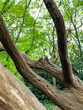 Petrified Hornbeam tree, London, UK