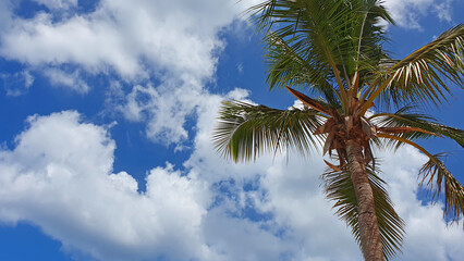 Wall Mural - tropical coconut palm trees with clear blue sky as copy space background.