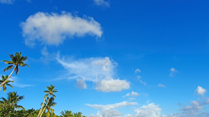 Wall Mural - tropical coconut palm trees with clear blue sky as copy space background.