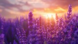 Fototapeta Lawenda - Lavender Fields at Dawn: One Flower Stands Out Among the Rest