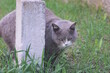 one large gray cat stands near a white concrete pillar in the green grass on the street