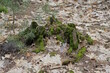 one old rotten stump in green moss among dry fallen leaves in nature