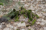 Fototapeta Desenie - one old rotten stump in green moss among dry fallen leaves in nature