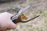 Fototapeta Desenie - the hand of an aggressive criminal holds a piece of glass brown sharp broken bottle on the street