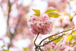 dreamy pastel cherry blossom blooming tree in the spring in citadel park in Poznan Poland