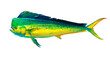 Mahi mahi Old or dolphin fish isolated on white. Realistic illustration of mahi mahi or dolphin fish isolated on white background. Side view.	