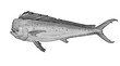 Mahi mahi Old or dolphin fish isolated on white. Realistic illustration of mahi mahi or dolphin fish isolated on white background. Side view Black and white sketch.