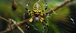 Yellow-black spider web background