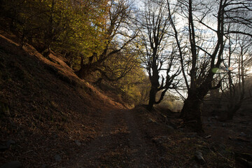 Wall Mural - landscape with beautiful fog in forest on hill or trail through a mysterious winter forest with autu