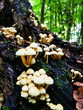 set of yellow woody mushrooms in forest
