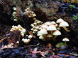 set of yellow woody mushrooms in forest