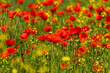 Red poppies in the field on a sunny day without people