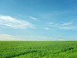 farm landscape with field of green wheat and blue sky with copy space and nobody