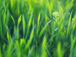 close up view to green grass and plant with white flowers