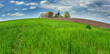 wide angle view to field of green wheat and old wooden mill on curved hill in spring day