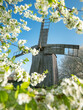 portrait view to old wooden mill from flowering trees frame in spring day