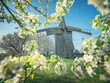 close up view to old wooden mill from frame of flowering tree branches in spring day