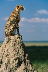 Wall Mural - a cheetah is sitting on a rock in the wild