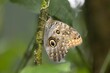The brush-footed butterfly Caligo telamonius