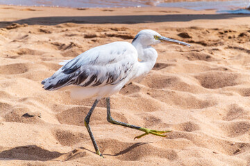 Wall Mural - White Western Reef Heron (Egretta gularis) at Sharm el-Sheikh beach, Sinai, Egypt