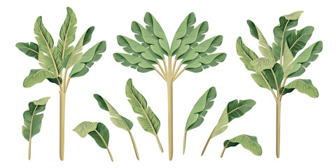 Tropical vintage banana trees and banana leaves floral clip art. Exotic botanical print.