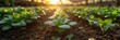 Morning sunlight on thriving greenhouse veggies