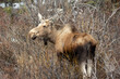 Moose cow during golden hour in Denali National Park in Alaska United States