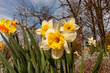 Close-up of some daffodils standing erect in the spring sunshine, Bad Waldsee, Germany