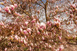 Beautiful pink magnolia tree blooming in the spring, Germany