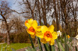 Close-up of some daffodils standing erect in the spring sunshine, Bad Waldsee, Germany