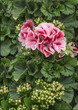 Pelargonium, geraniums, pelargoniums, or storksbills. Flowering ornamental plants for garden, park, balcony