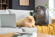 Cute Pomeranian dog with backpack carrier and laptop on sofa at home
