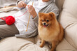 Pomeranian dog with senior woman knitting on sofa at home, closeup