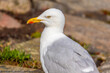 Portrait of a seagull on the Baltic Sea